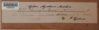 Uromyces ervi image